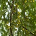 Amla 주스가 우리 몸에 어떻게 유용한가요?