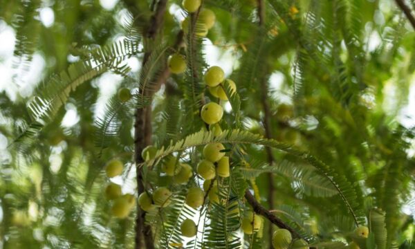 Amla 주스가 우리 몸에 어떻게 유용한가요?