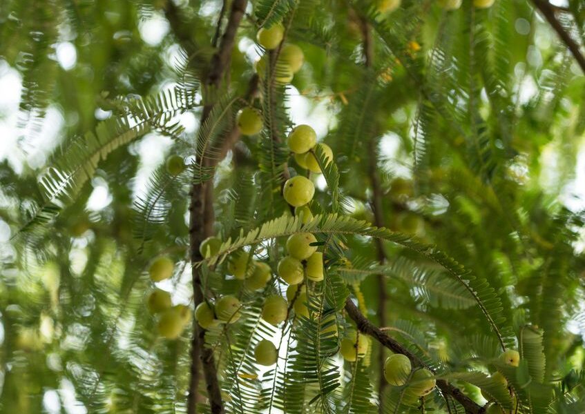 Amla 주스가 우리 몸에 어떻게 유용한가요?